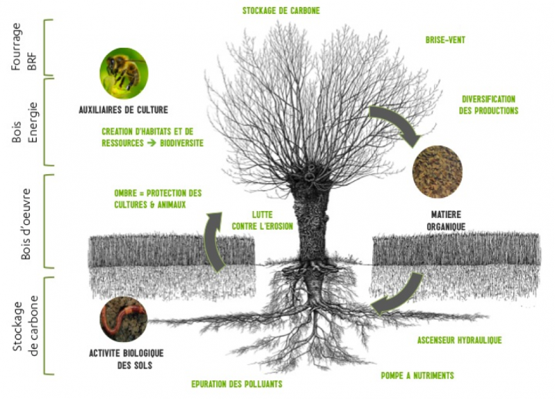 Schema agroforesterie services